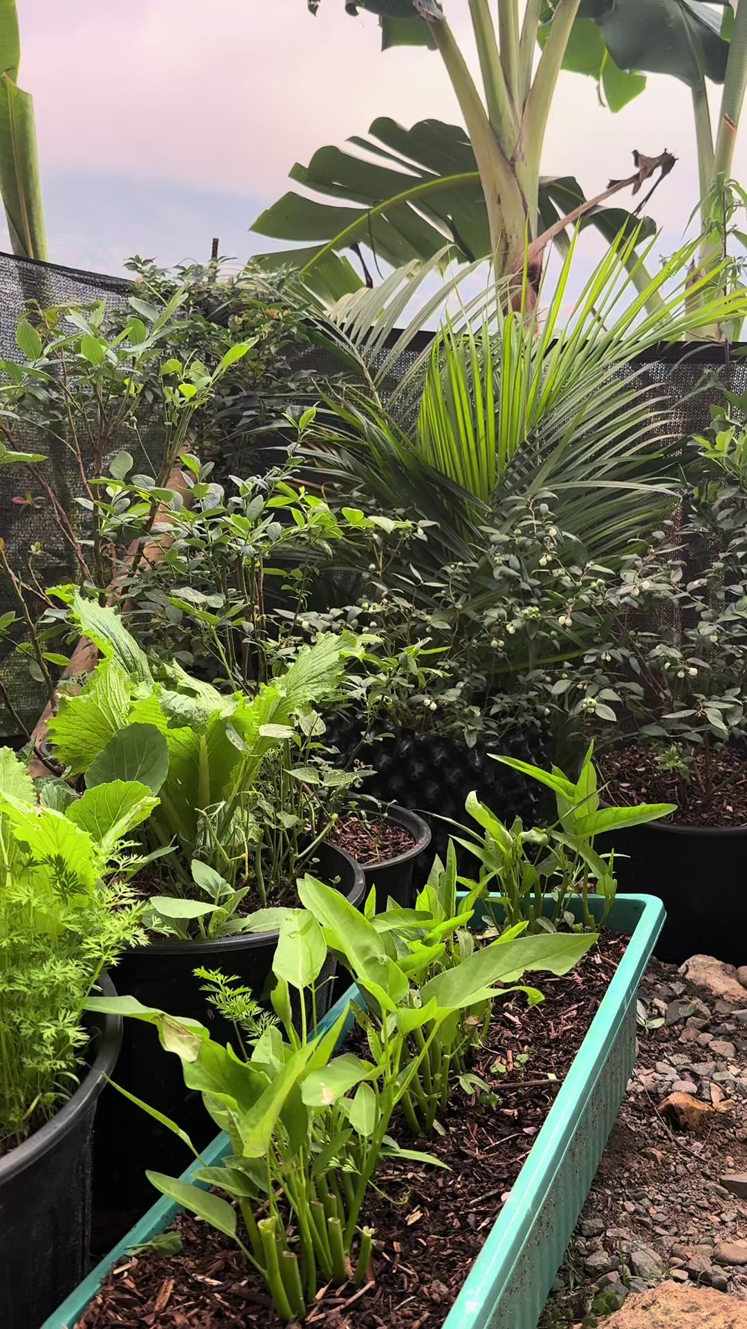 @Gardening with ELISE