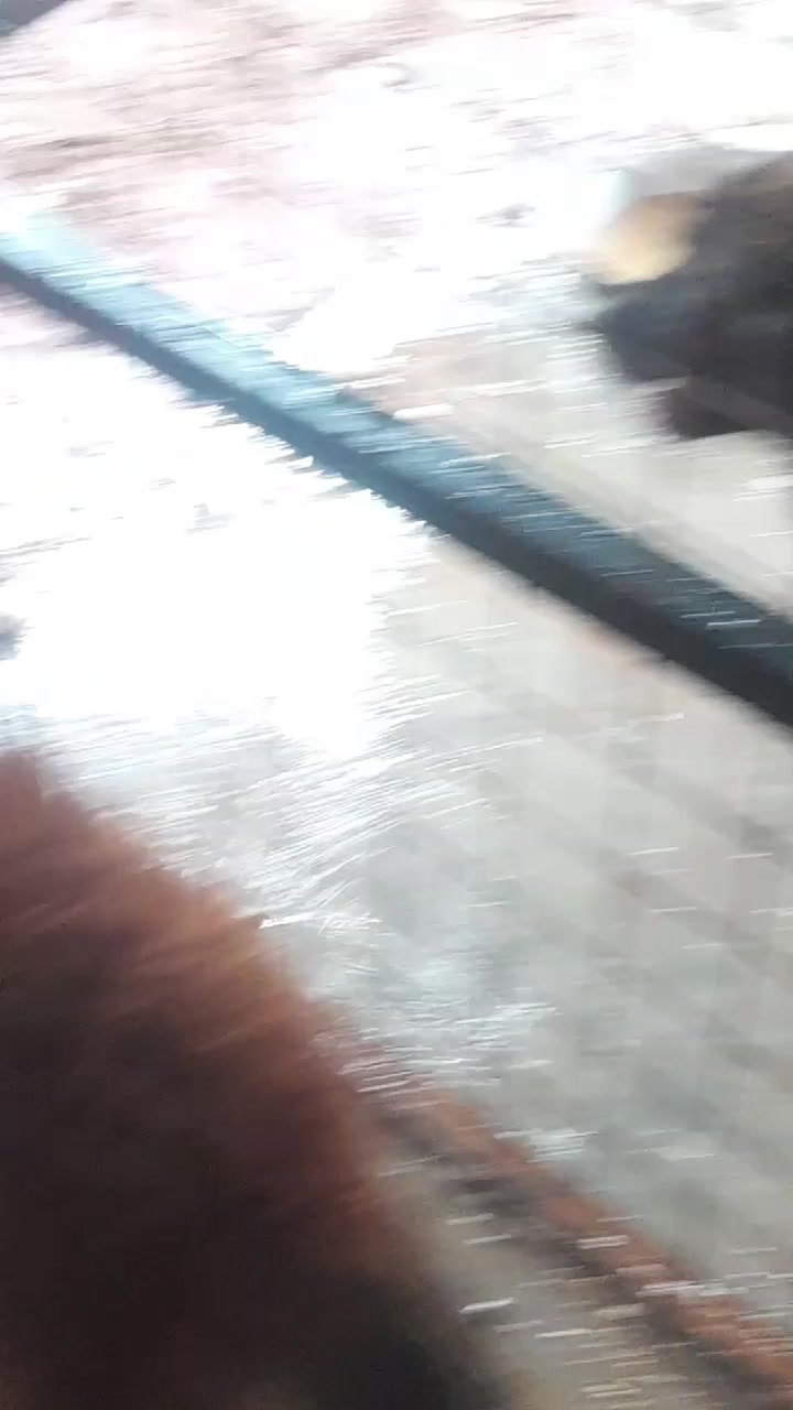 @Orimbajnrkennels