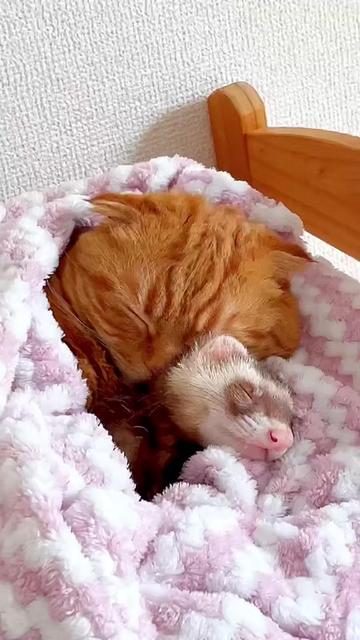 @あにまるファミリー/6猫2フェレット