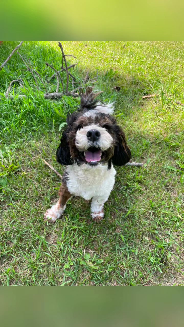 @Awesome Pawsome Ranch
