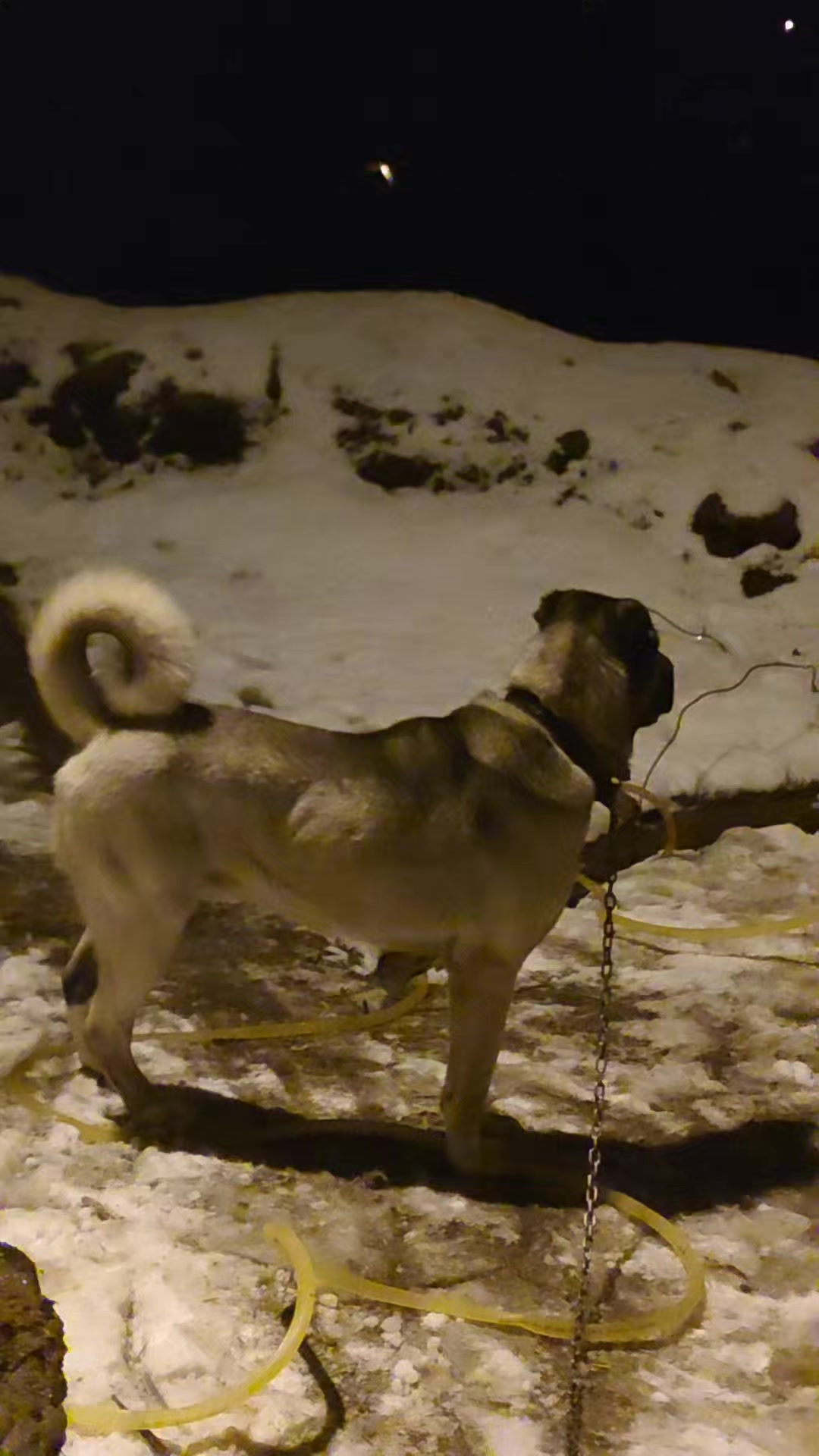 @PALA 25🐺