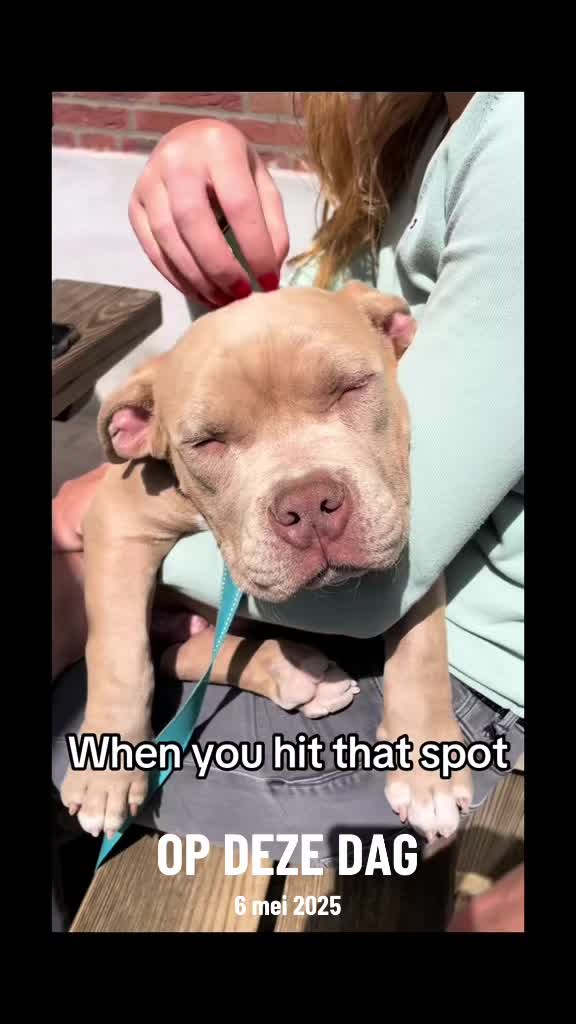 @bigdutchbullykennel