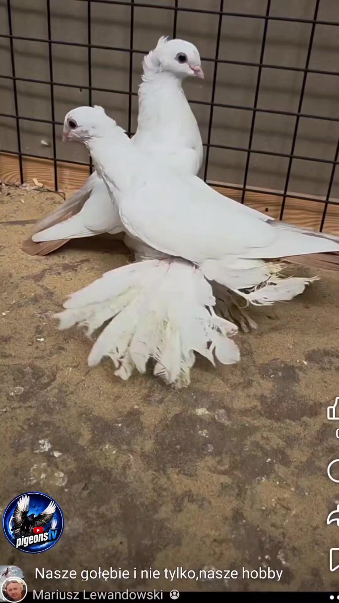 @Pigeons Tv