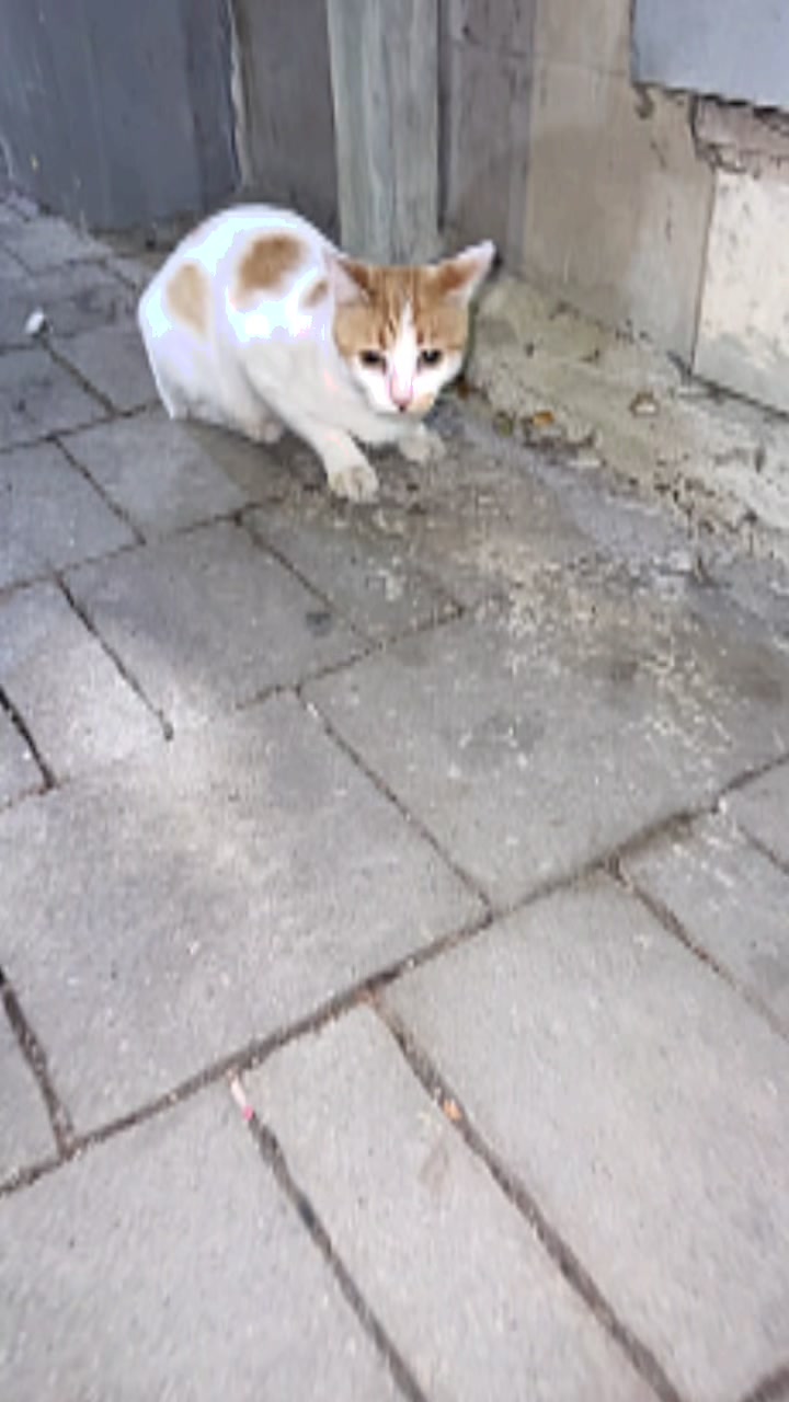 @angry_cat_shop