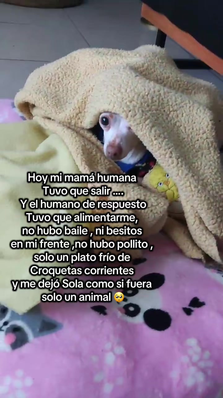 @galleta la chihuahua