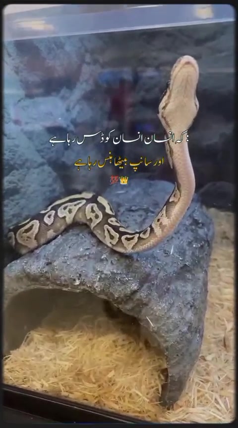 @Just_Naqash