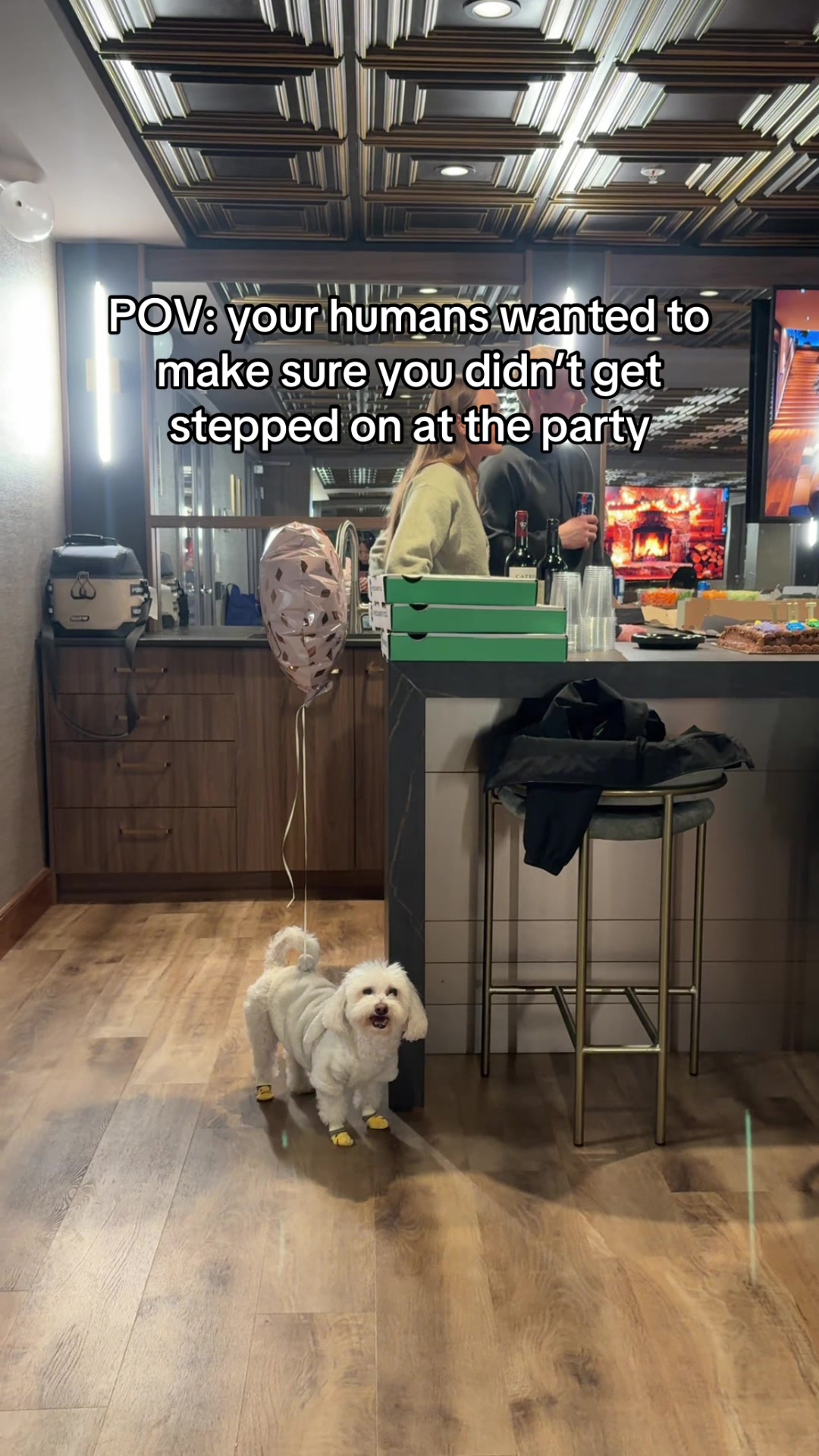 @Spicy The Dog