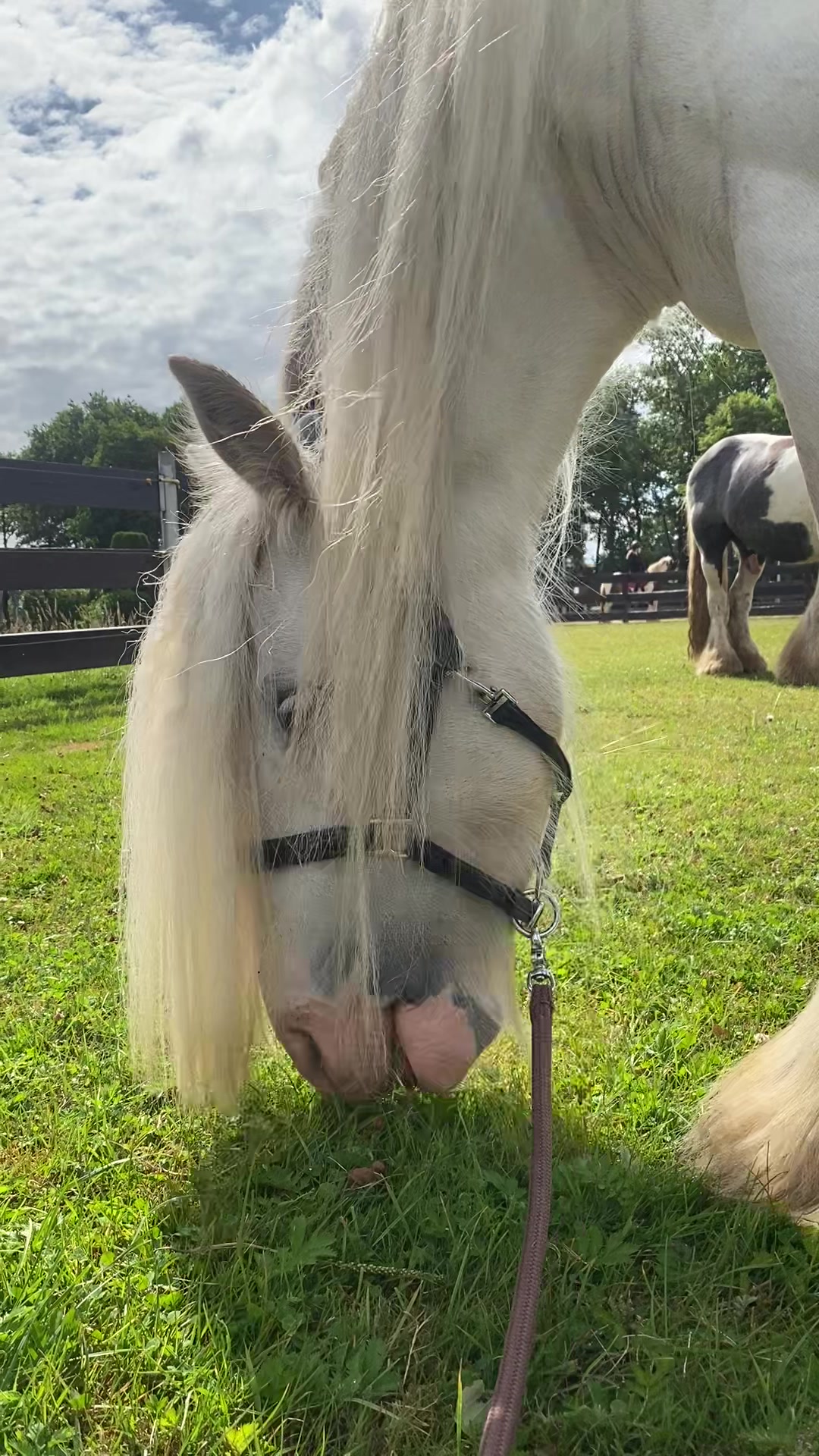 @Amy 🫶🏻🐴