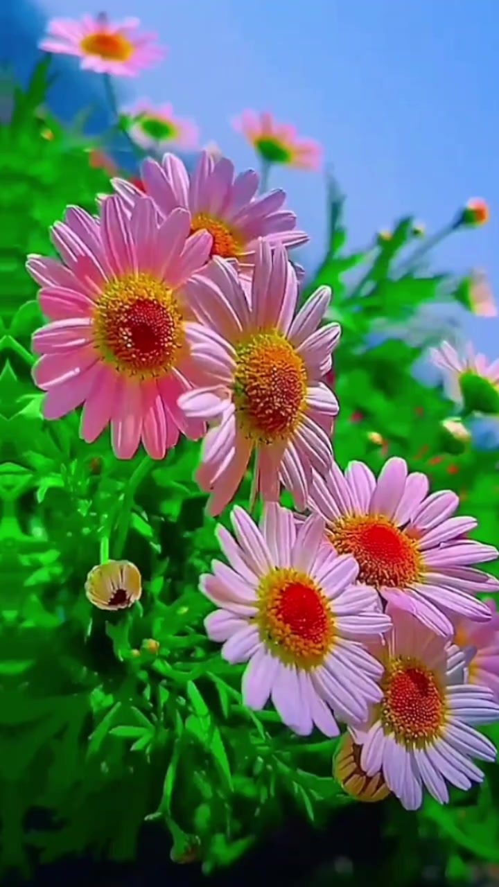 @बिinनु🦋 💫🕊️