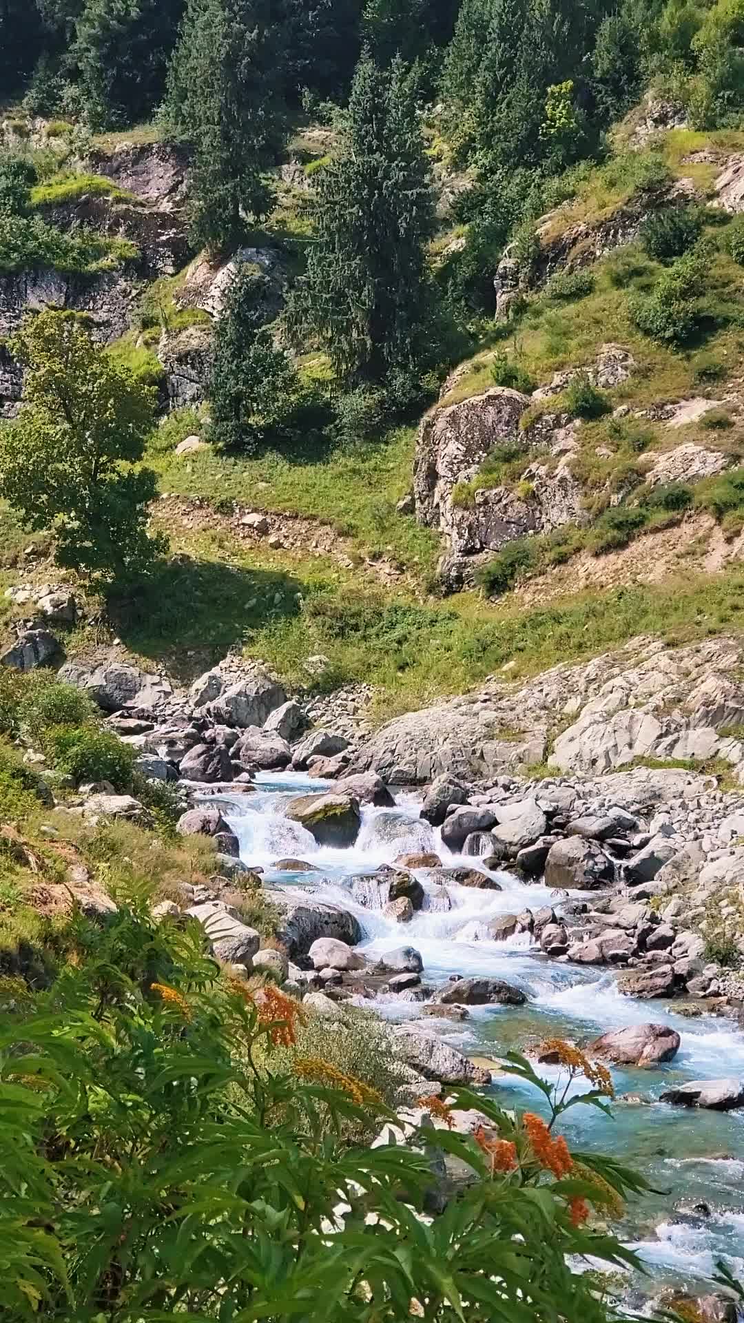@ده کلی ژوند