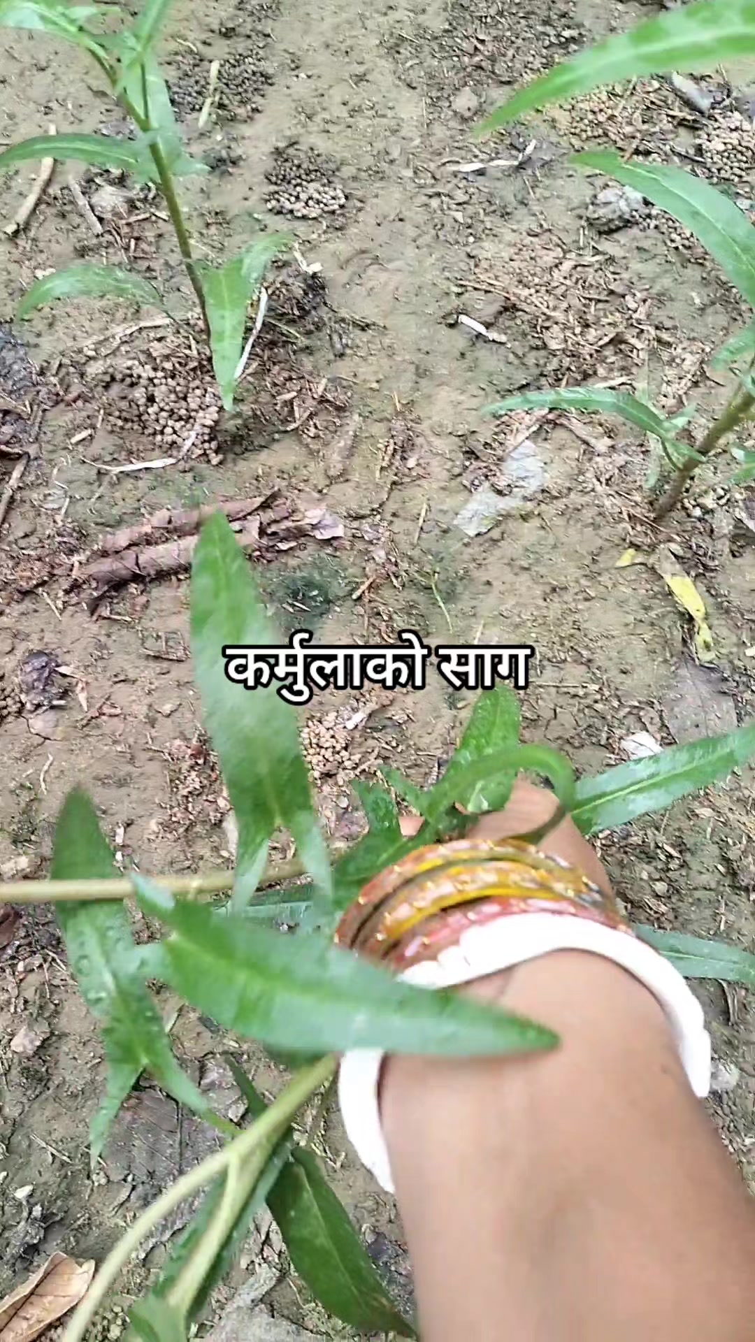 @Sunkesha❤️+❤️Harikrishna