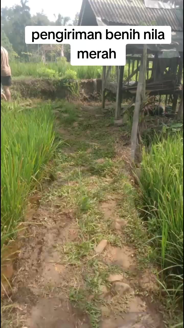 @afdhal koi farm