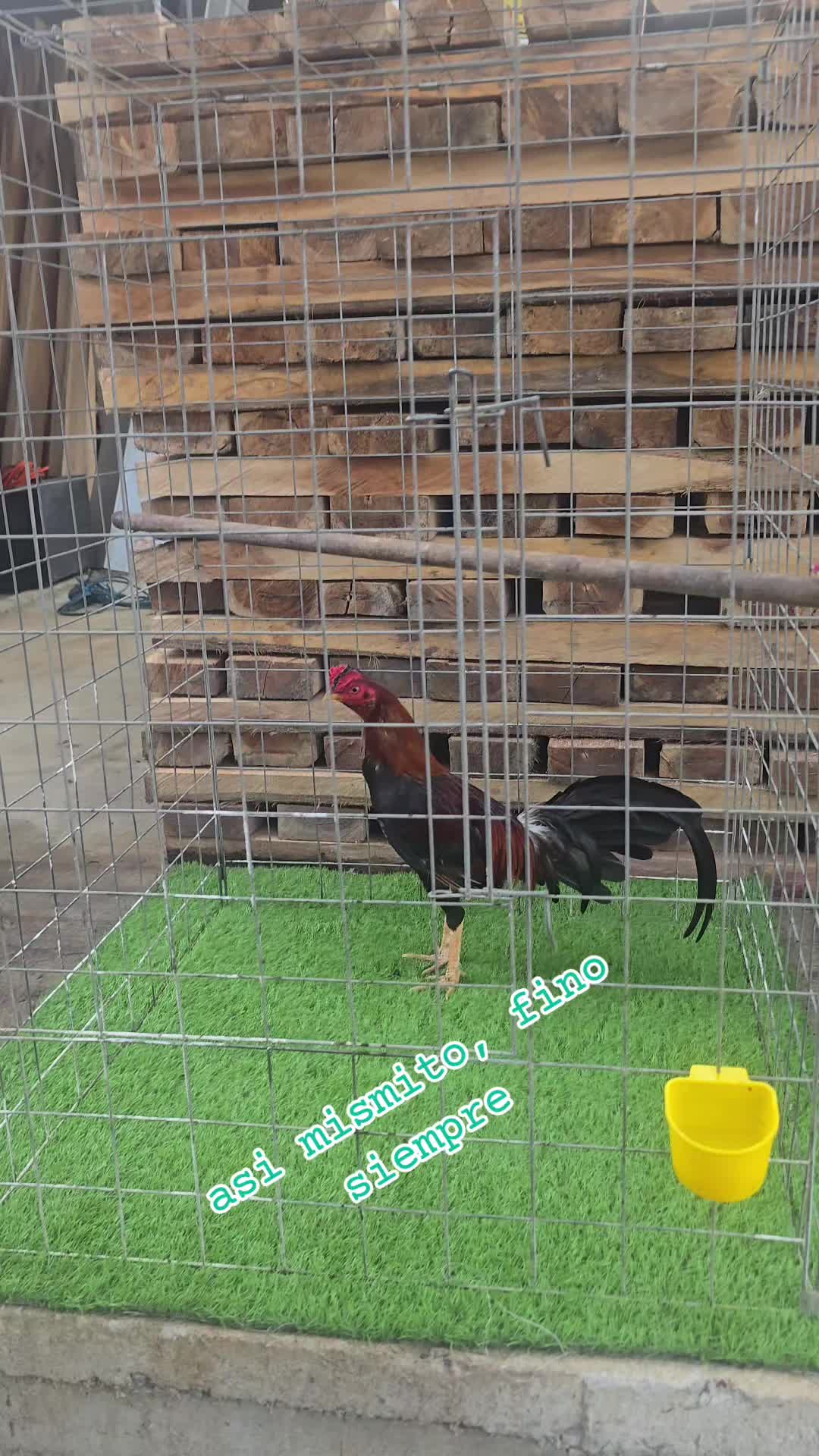 @🐓TU GALLO FINO 🐓