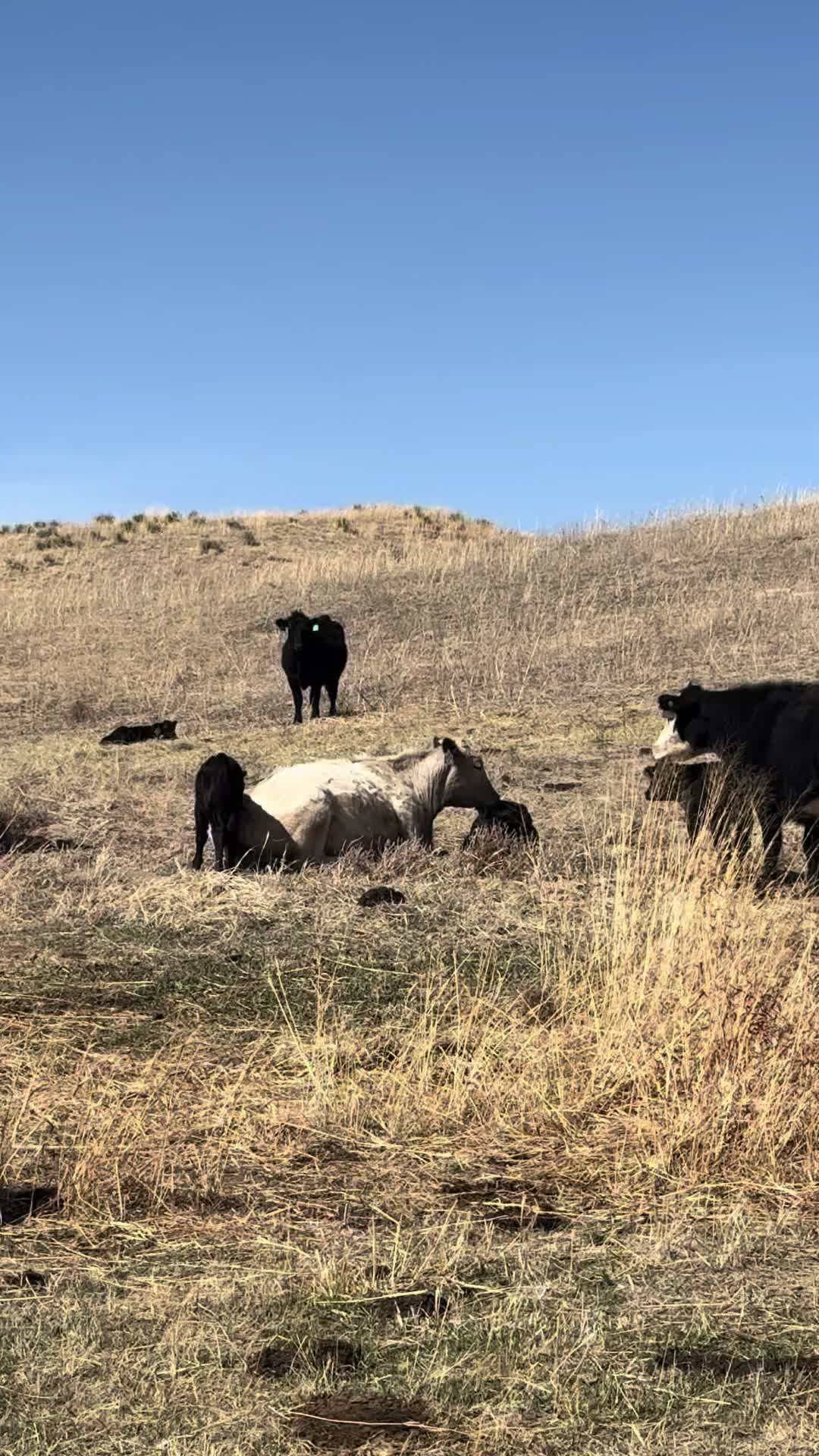 @Huffmanranch