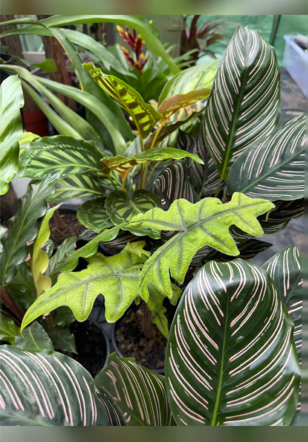 @Jungle Greens Sydney