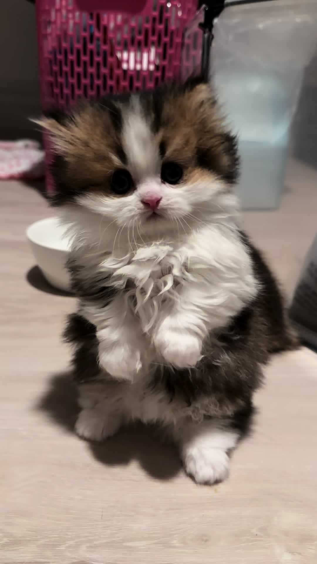 @tinyfoldmunchkin