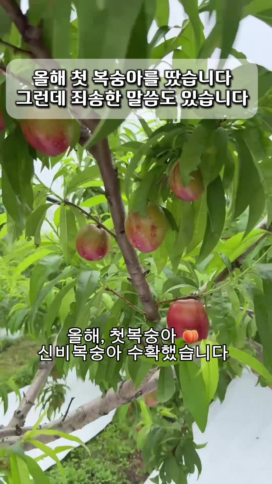 @은주네농원&슬기로운 시골생활