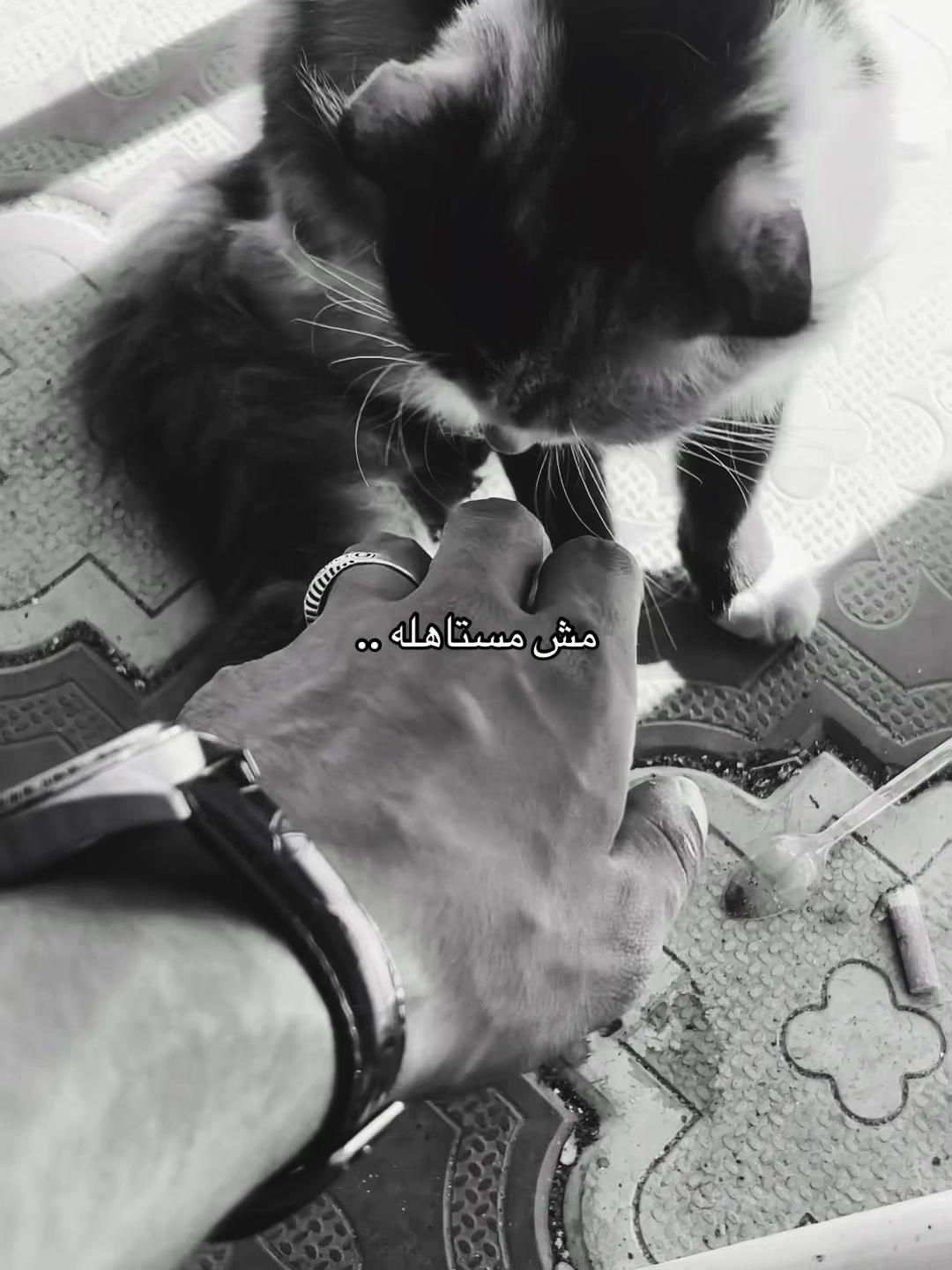 @ᴹᵒˢᵗᵃᶠᵃ ᴴᵃˢˢᵒⁿᵃᵃ