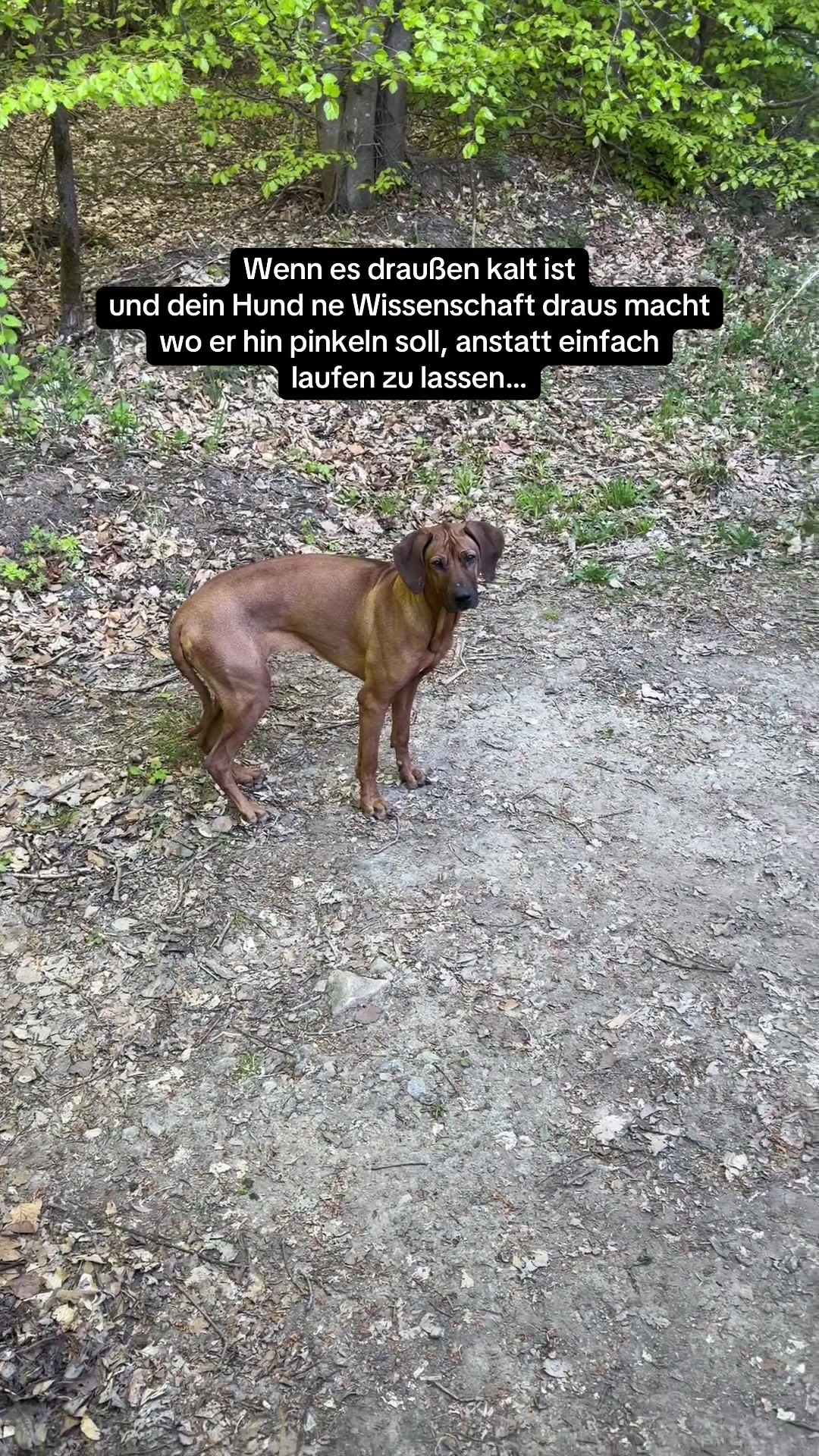 @Ridgeback Diaries