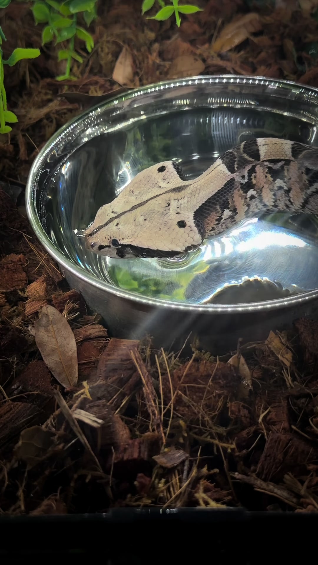 @SavageryReptiles