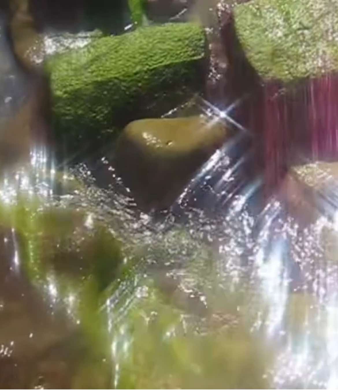 @digicamvids