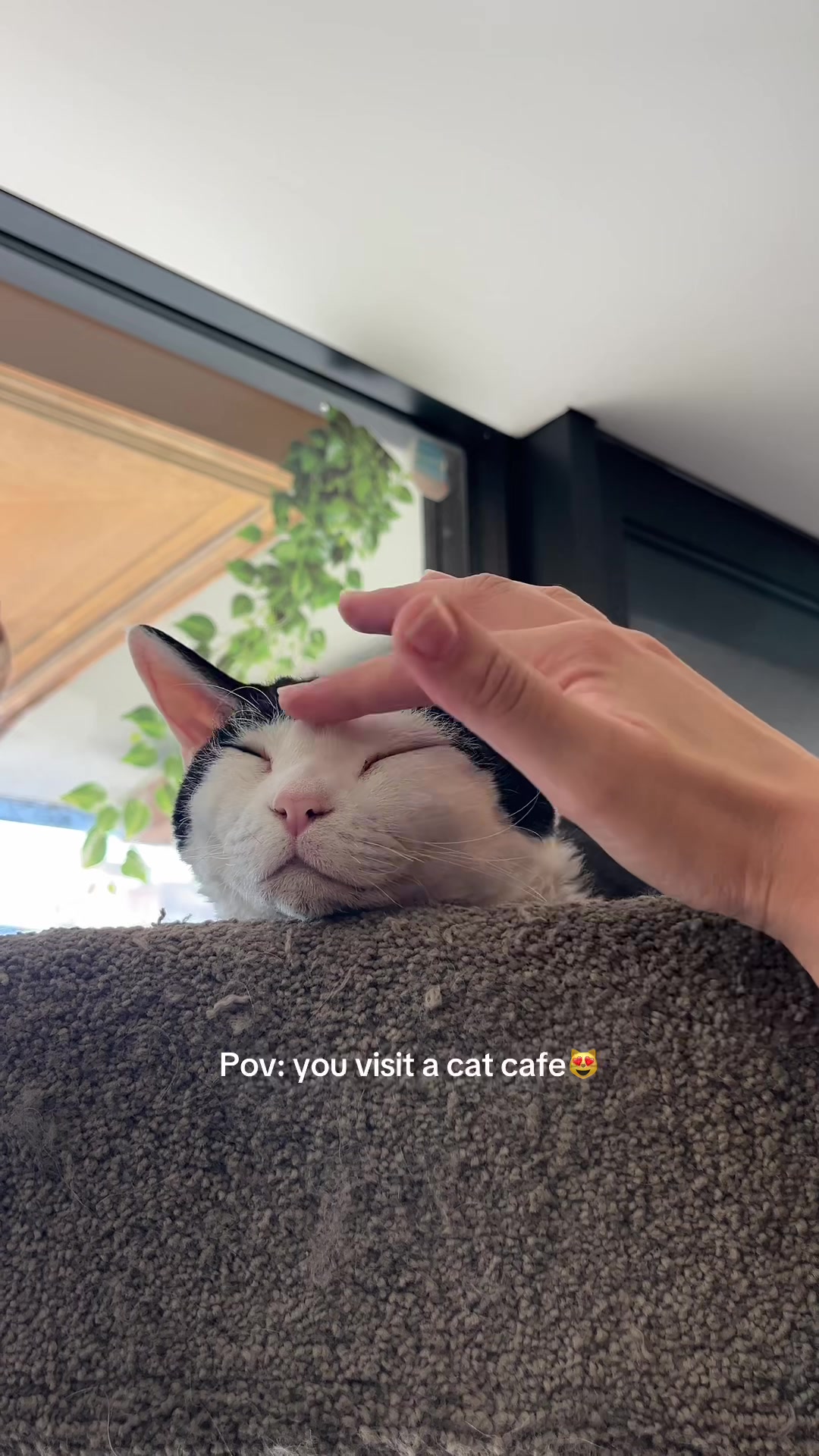 @crazycatcafe