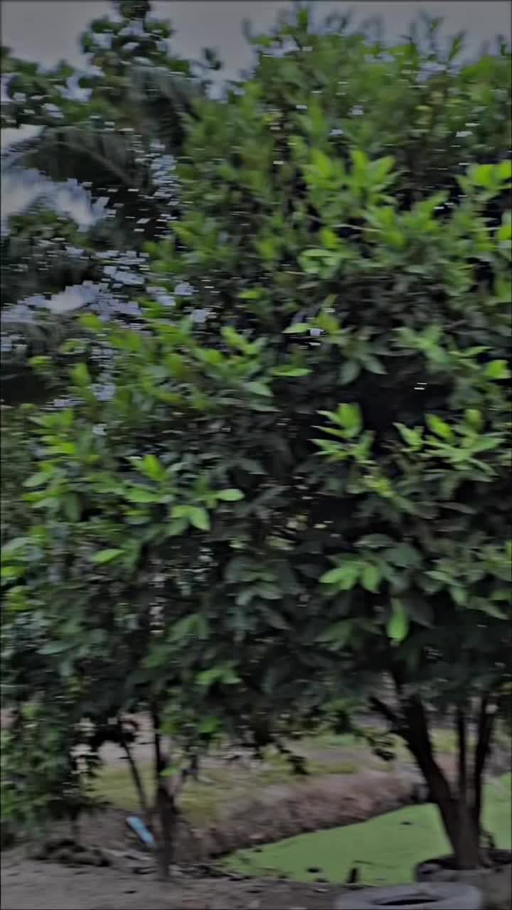 @Syahputr🅰️