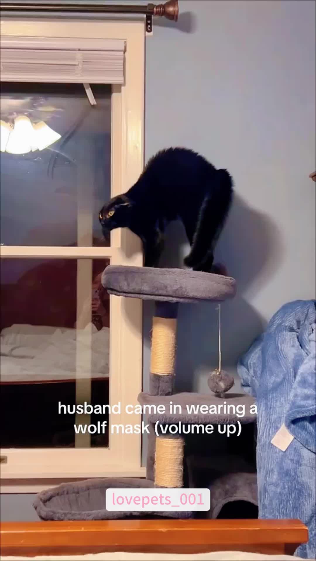 @lovepets_001