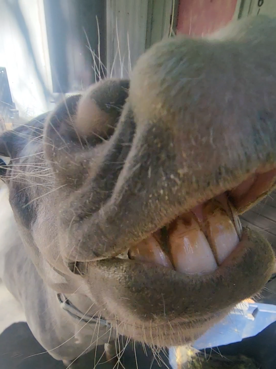@minihorsemomandtrainer🐴🐴🐴🐴