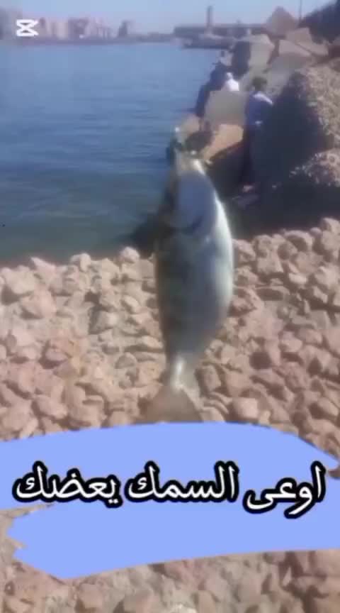 @احمد النجومى