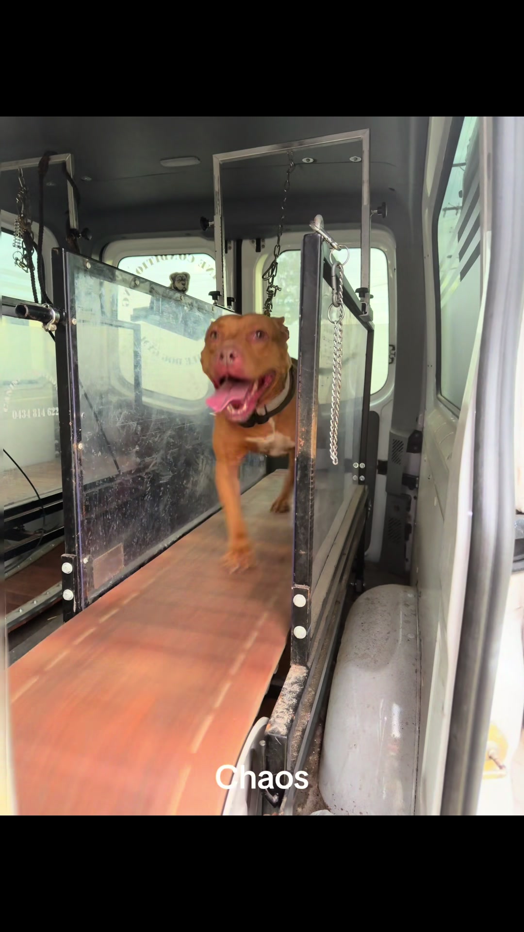 @Canine Conditioning