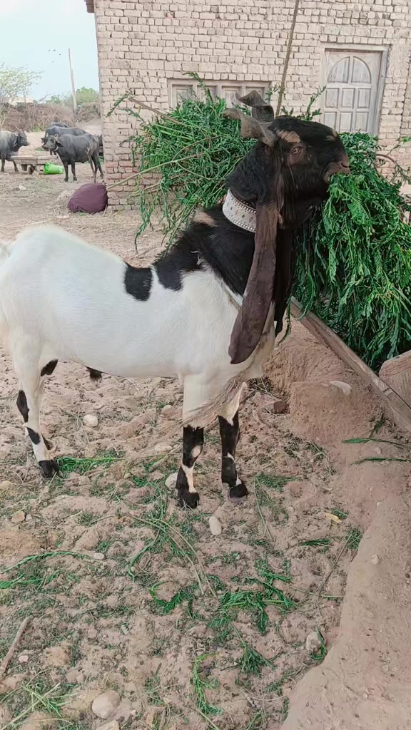 @💸عبدالخالق چانڊيو⚡🫀