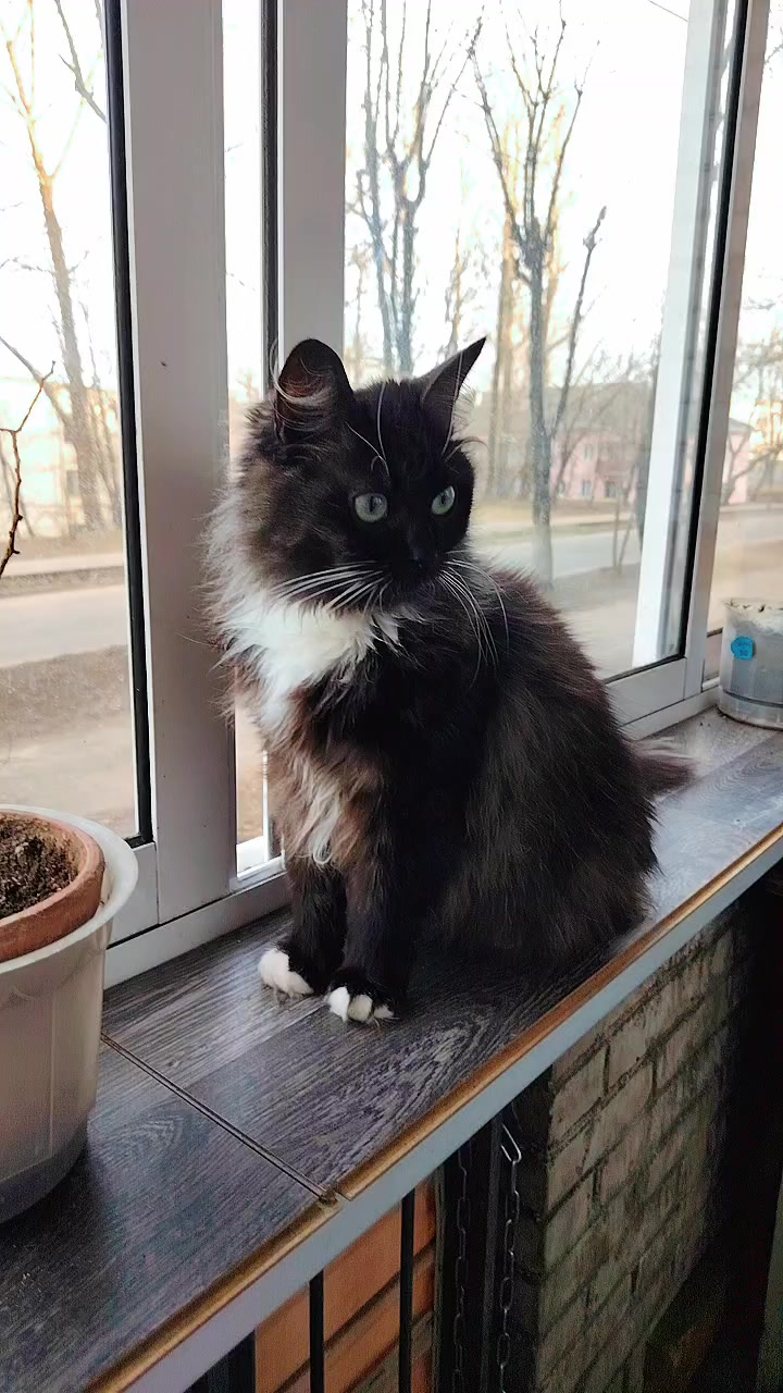 @3 друга 🦮🐱