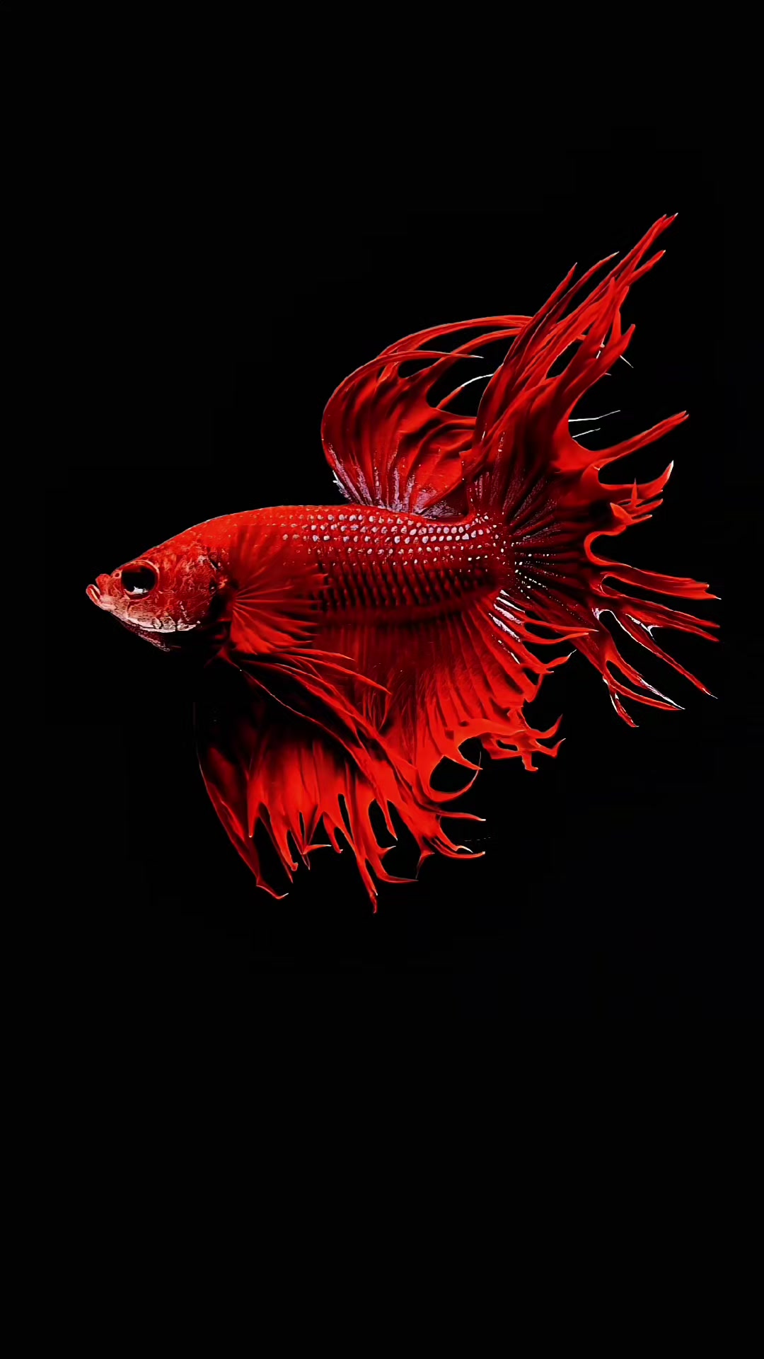 @Live wallpaper