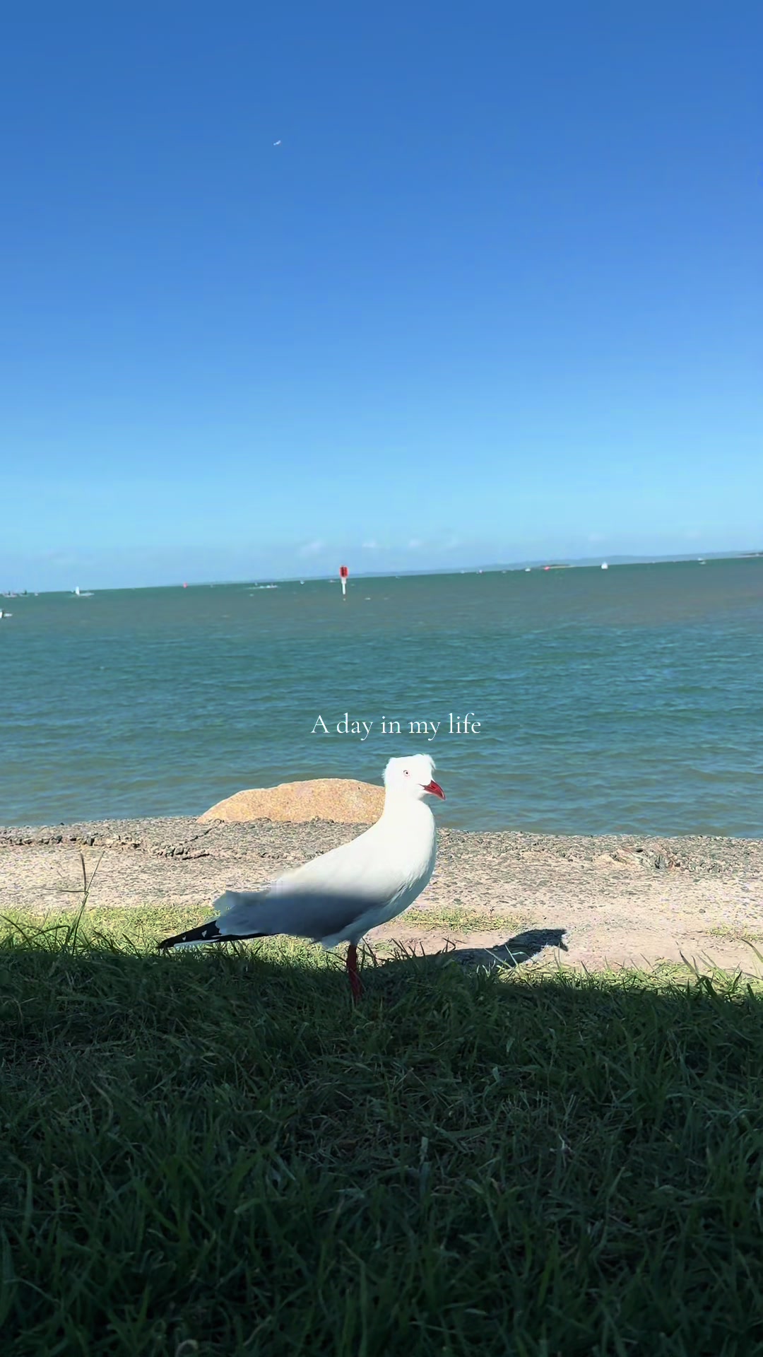 @IA ❤️