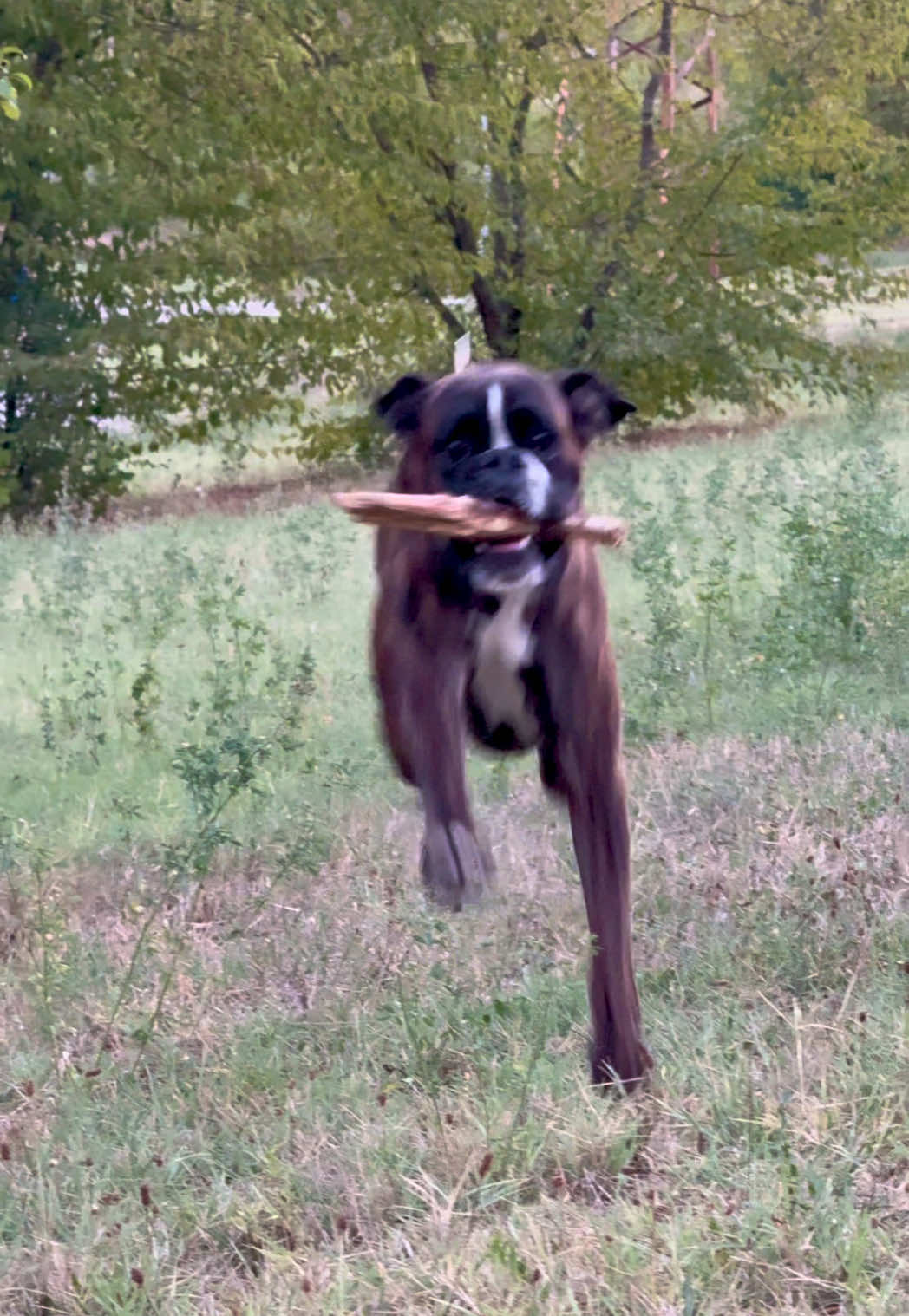 @Totò