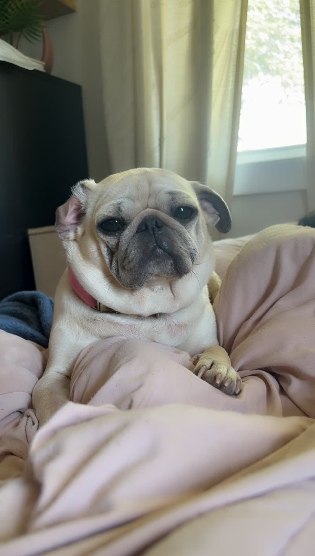 @babycookie