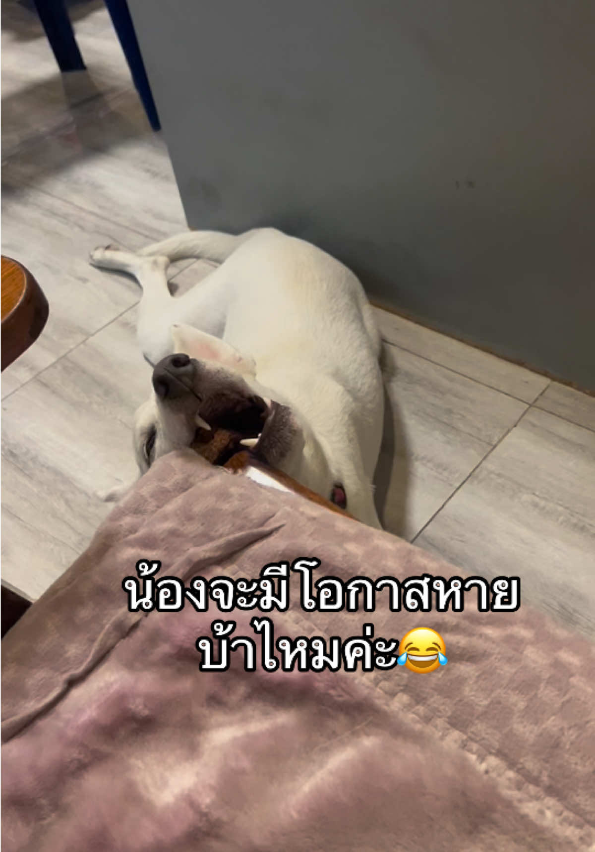 @มะลิตาฟ้าาาาา🐕🐶💫