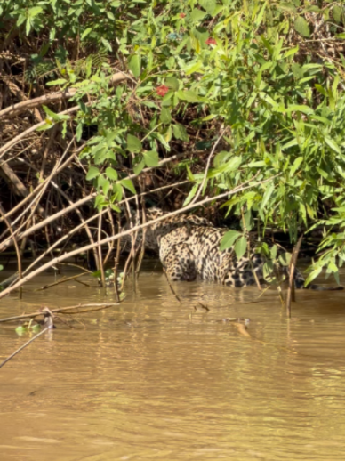 @Pantanal Brazil Safaris