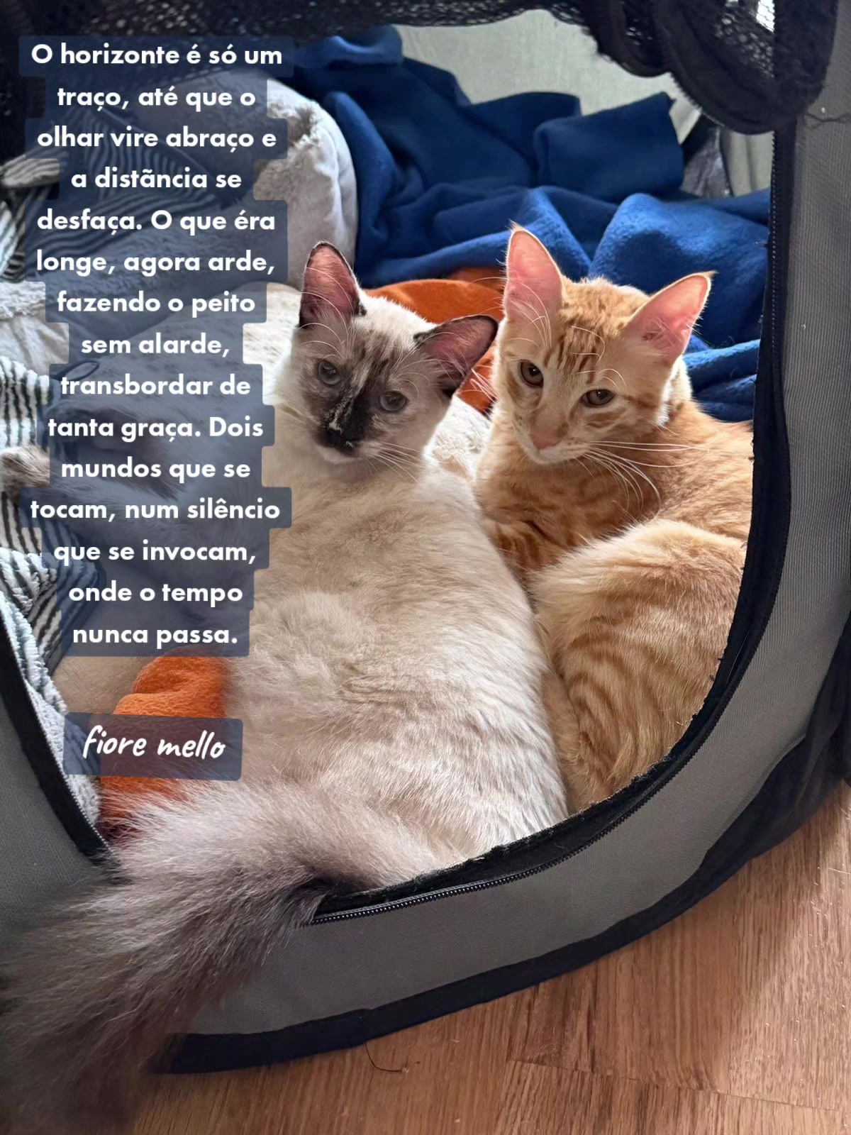@Fiore Mello