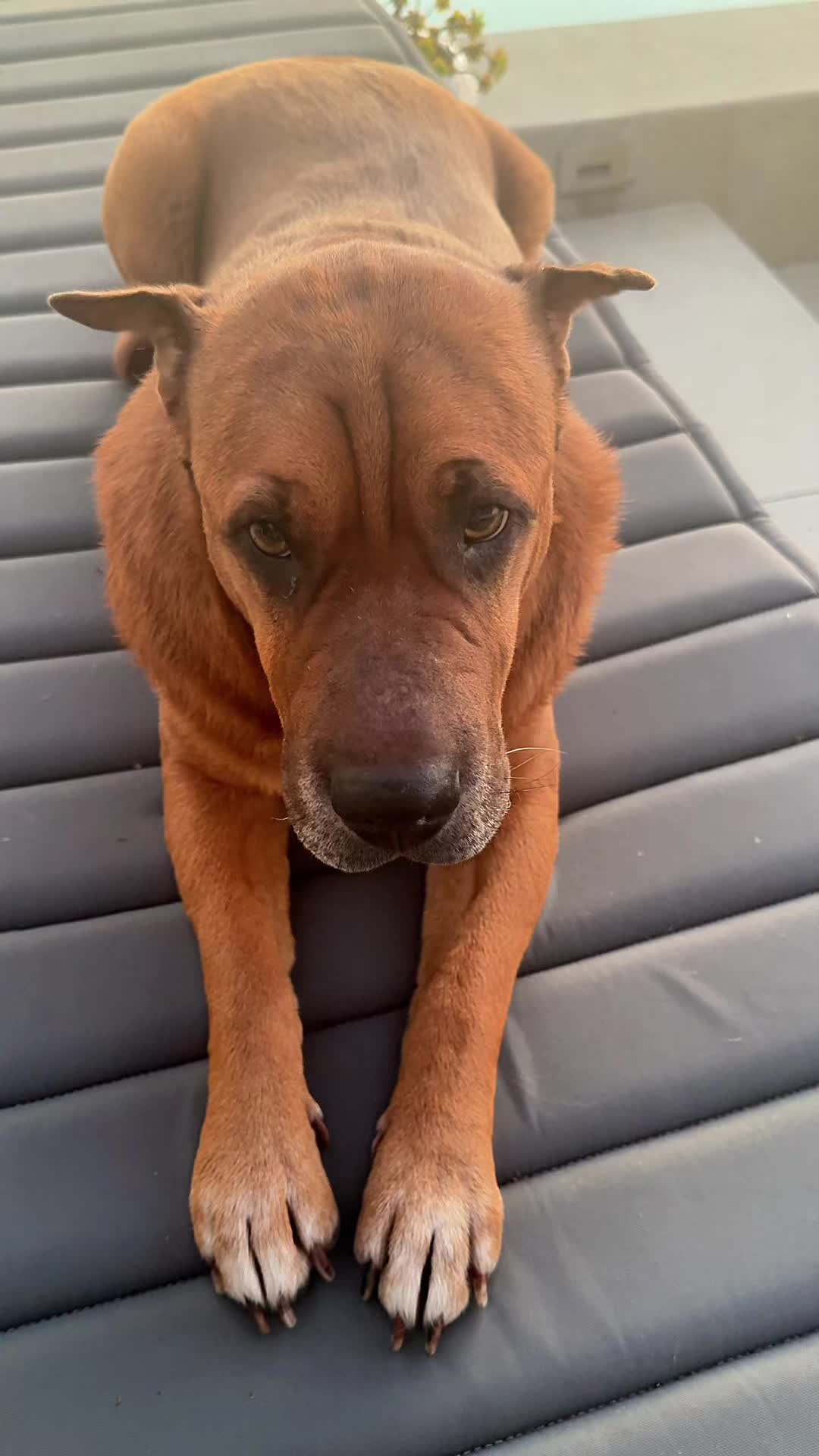 @Ryder 🐾 Rescue Shar Pei