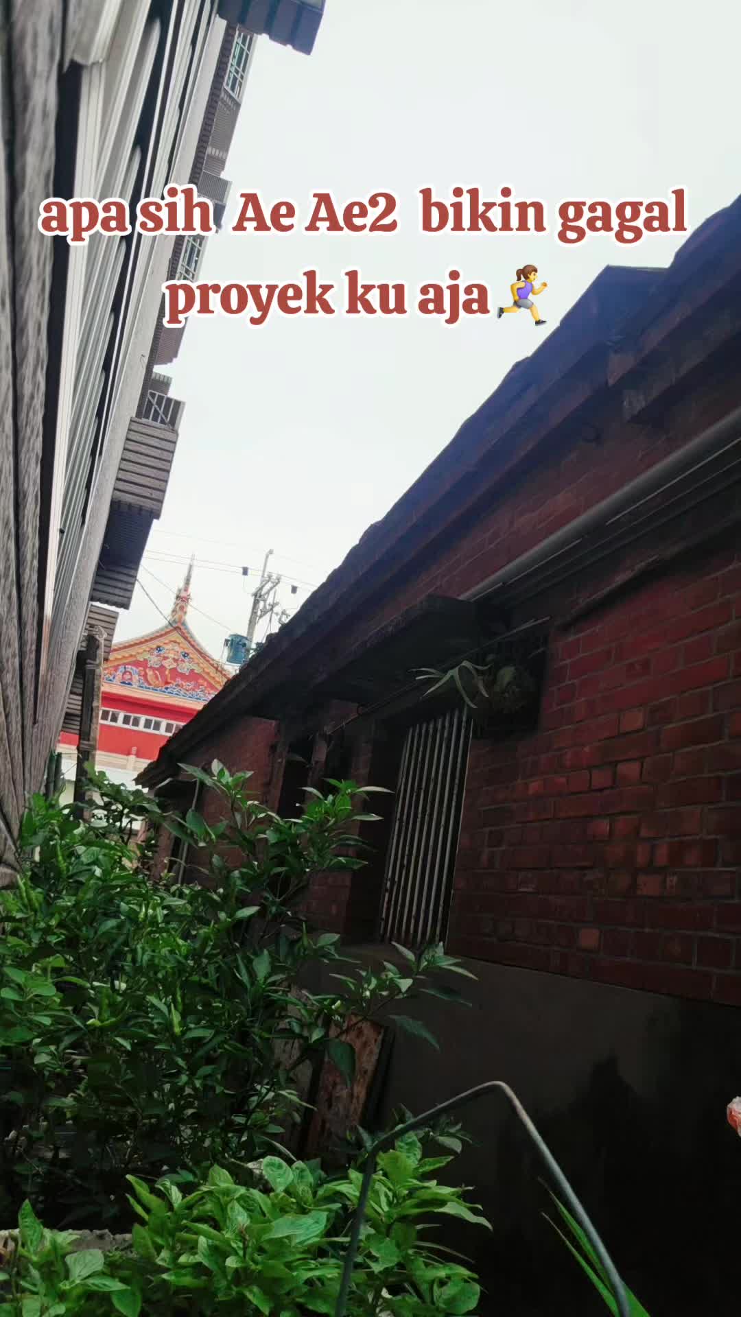 @mieo chien