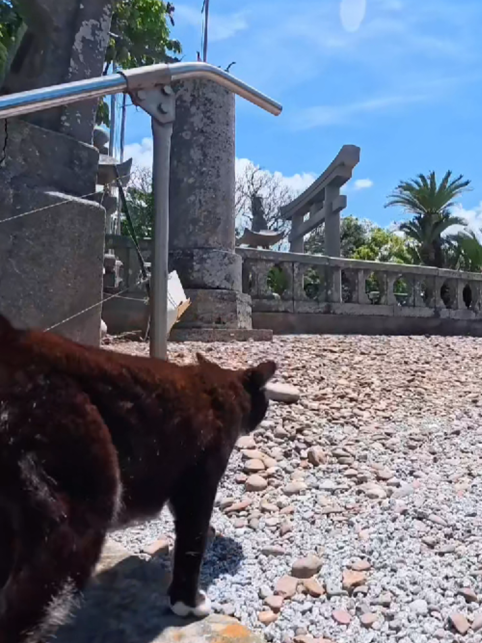 @感動猫動画