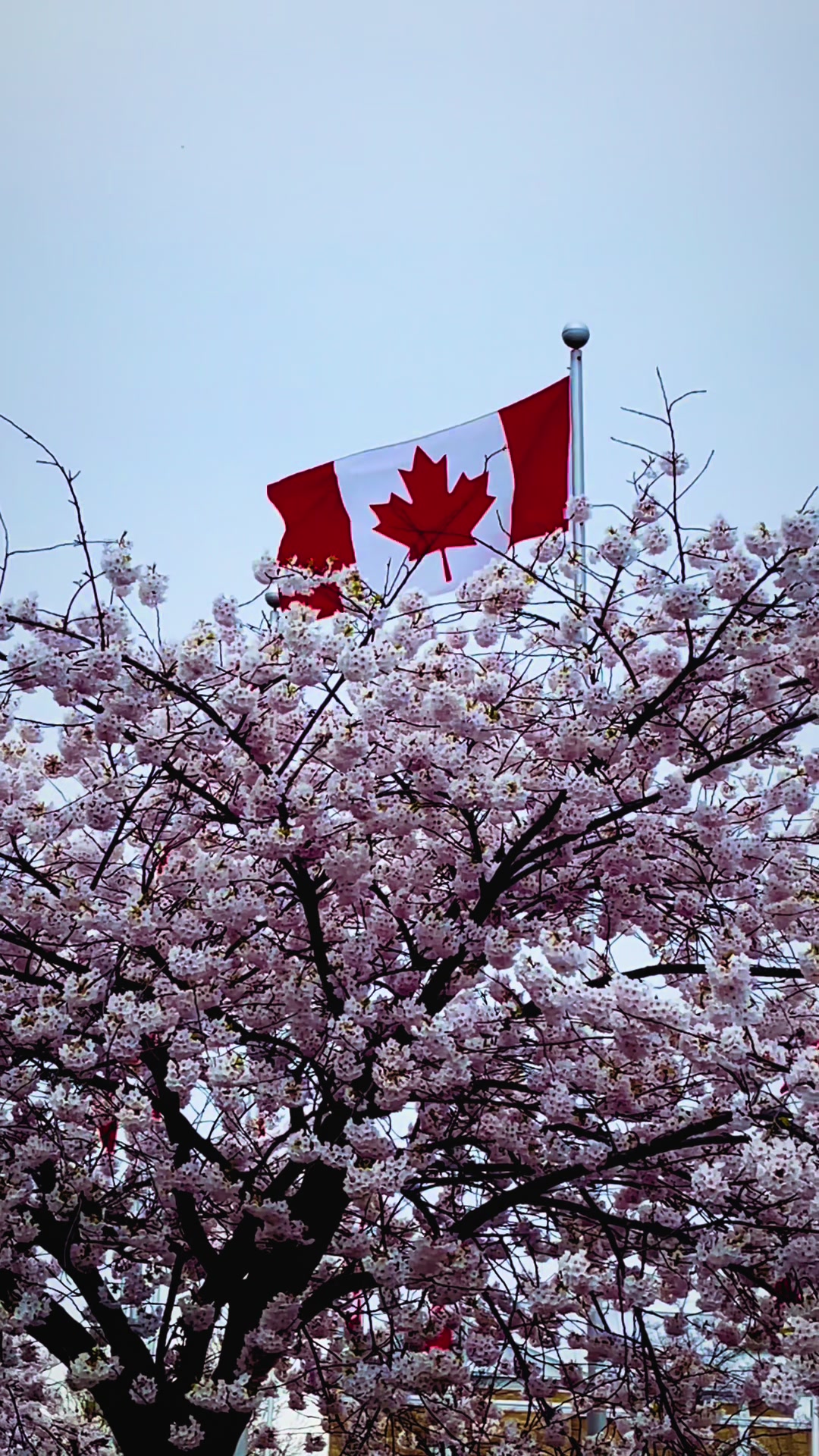 @Canada Vibes ๐จ๐ฆ๐