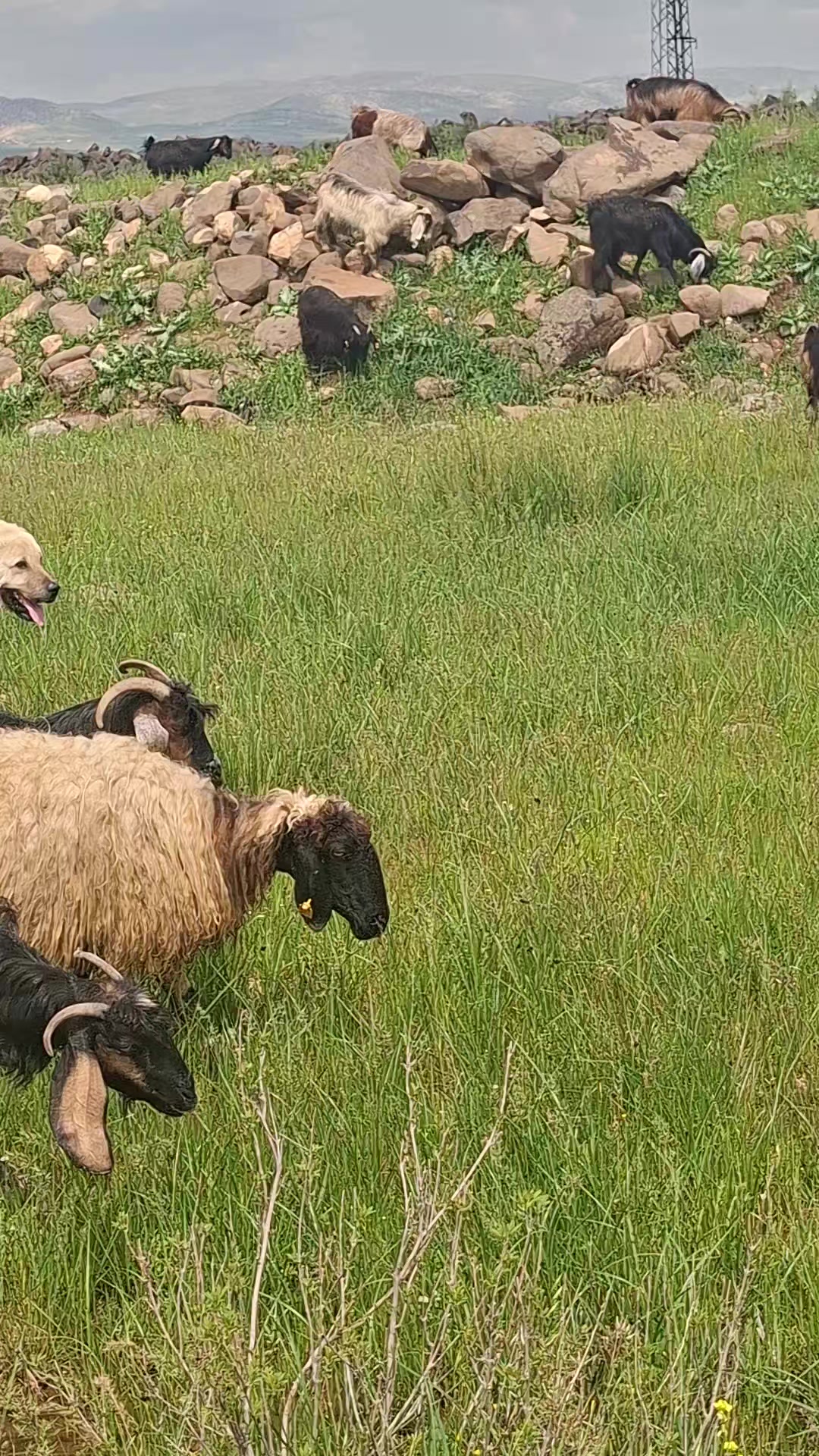 @ali çınar