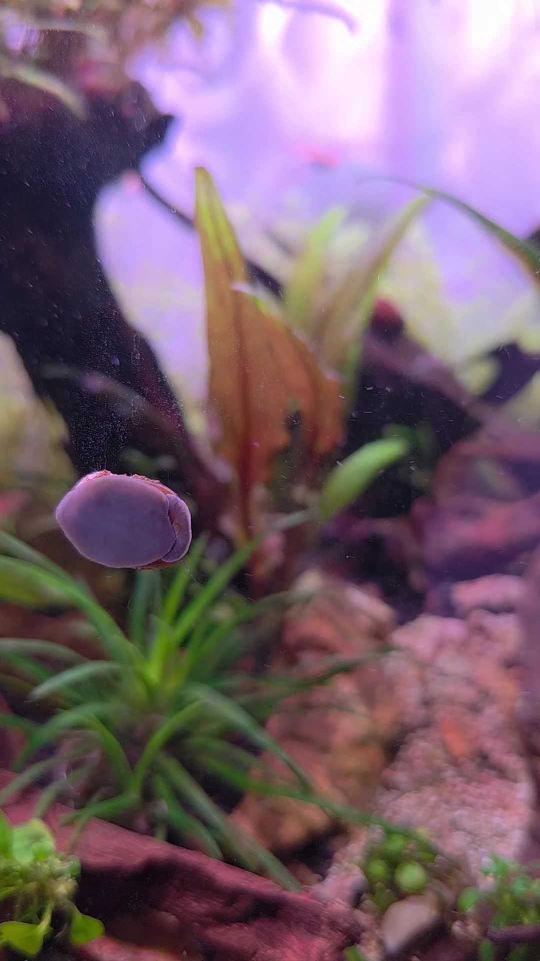 @Ace Aquascape
