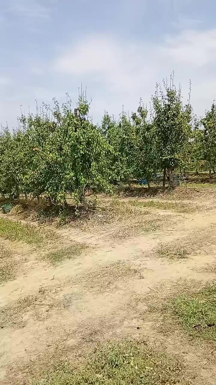 @gülum