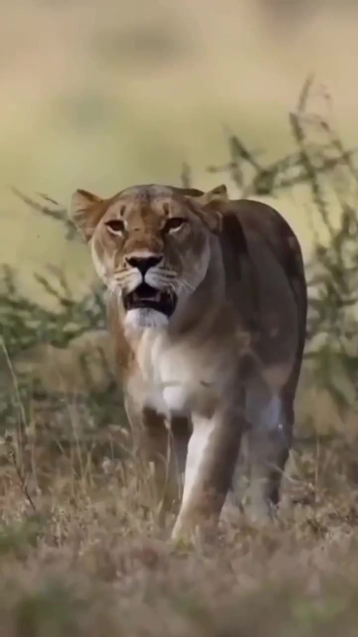 @Sou tiktok