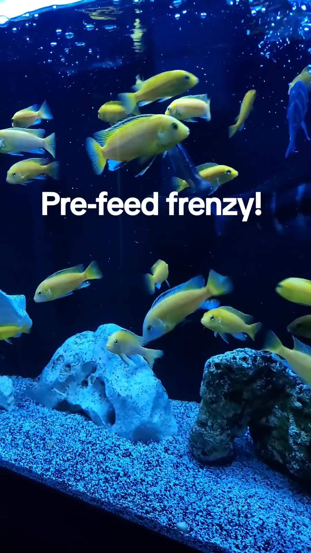 @Dave's Aquatics