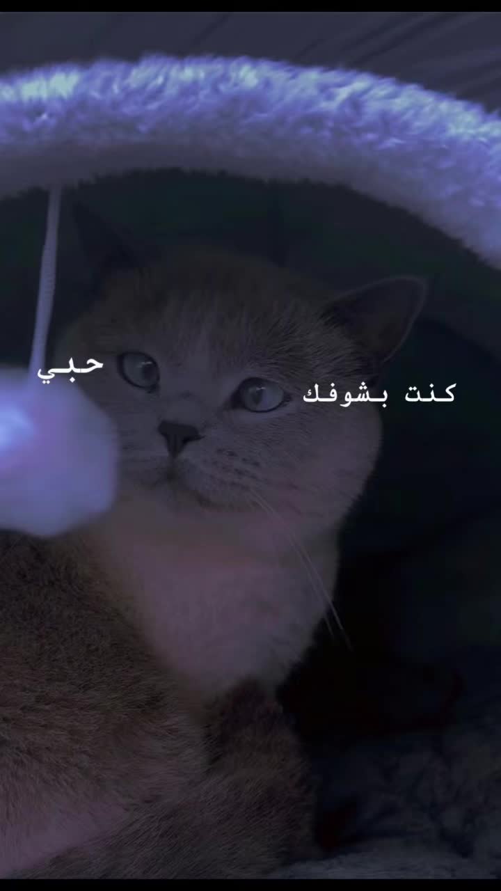 @Amal katkout
